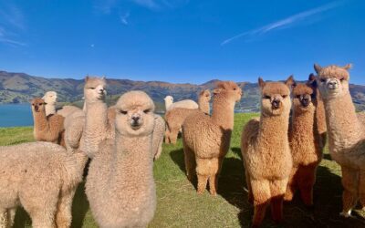 Shamarra Alpacas